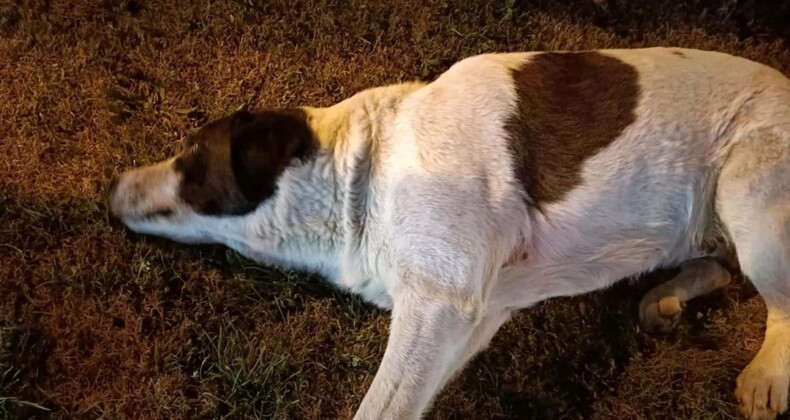 Çiğli’de 13 köpek zehirlendi: 11’i öldü