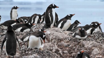 Güney Kutbu’nda 4 yeni imparator penguen kolonisi keşfedildi