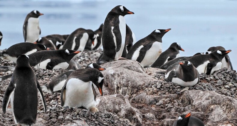 Güney Kutbu’nda 4 yeni imparator penguen kolonisi keşfedildi