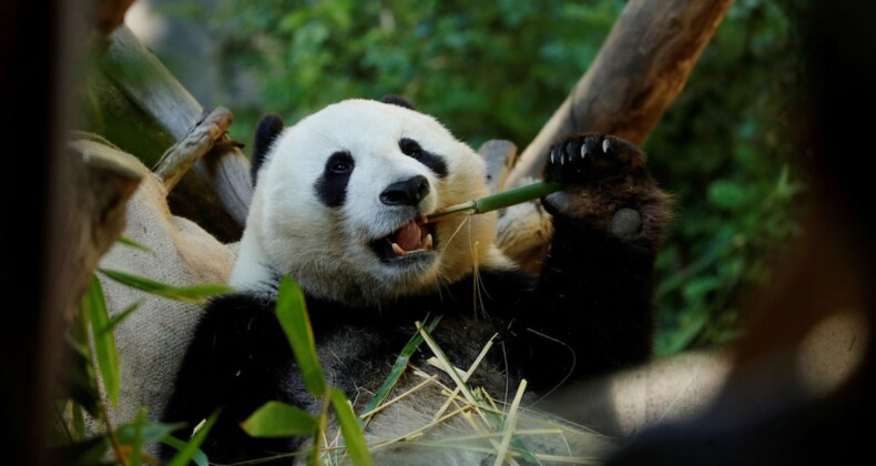 20 yılı aşkın süre sonra ilk kez panda kiralanıyor