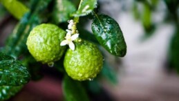 Bergamot faydaları neler, neye iyi gelir?