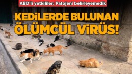 Son dakika: İlk kez kediden bulaşan virüs öldürdü! Kayıtlarda yok…