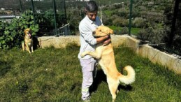 Bodrum’da zehirlenen beş köpek kurtarıldı