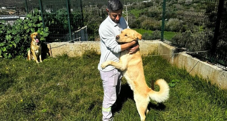 Bodrum’da zehirlenen beş köpek kurtarıldı