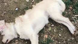 Bunun adı vahşet! 14 köpeği zehirleyerek öldürdüler