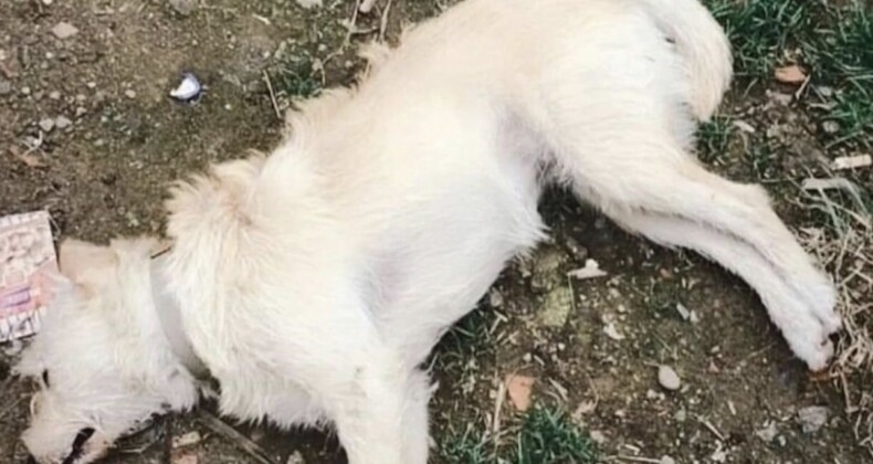 Bunun adı vahşet! 14 köpeği zehirleyerek öldürdüler