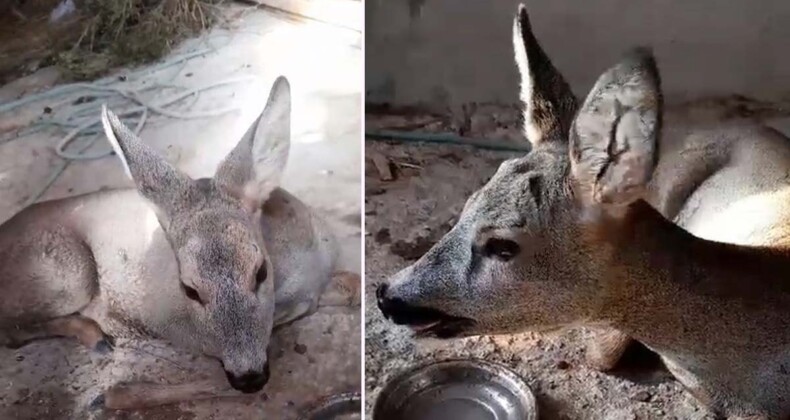 Köpeklerden kaçan karaca korumaya alındı