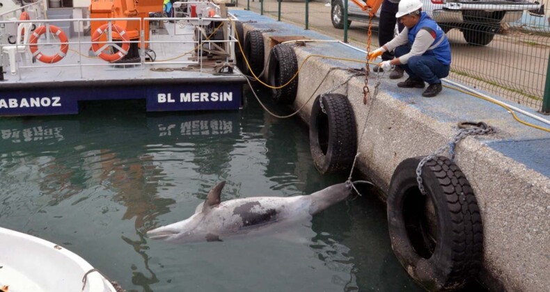 Mersin sahilinde üzücü manzara: Ölü yunus bulundu