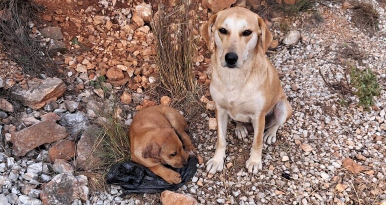 Yavru köpeklere eziyet: Kulak ve kuyruklarını kestiler