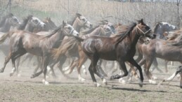 222 şampiyon adayı tay doğdu