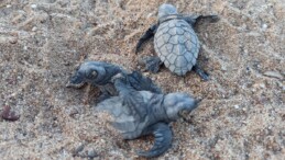 Caretta carettalar için gönüllü aranıyor