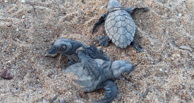 Caretta carettalar için gönüllü aranıyor