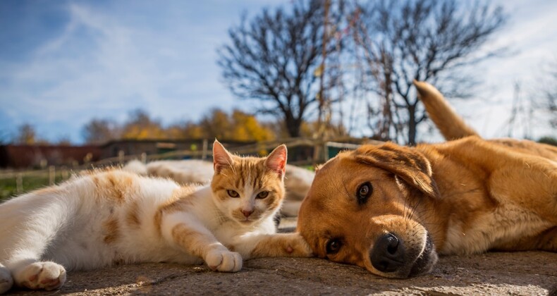 159 kedi ve 7 köpek ‘besleyen’ çifte hapis cezası