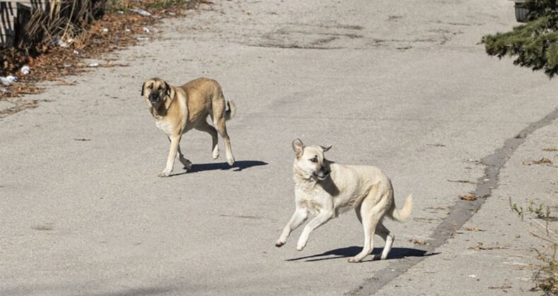 2 köpek 57 oğlağı öldürdü