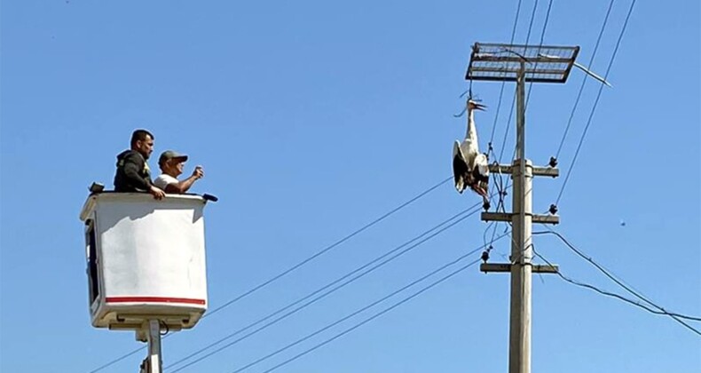 Elektrik direğine iple asılı kalan leylek son anda kurtarıldı