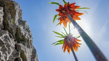 Endemik makam çiçekleri ve ters laleler doğaya renk kattı