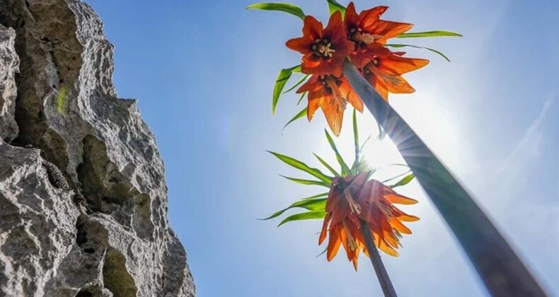 Endemik makam çiçekleri ve ters laleler doğaya renk kattı