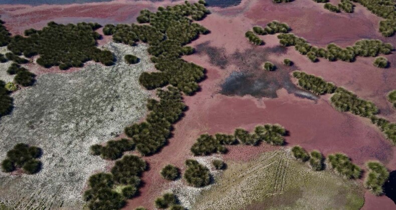 Kızıl eğrelti otları Kızılırmak Delta’sında su yüzeylerini kapladı