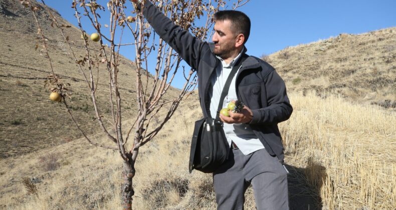 Dağ tepe durmadan gezdi, on binlerce ağaca şifa verdi