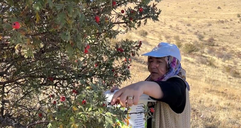 Dağın yamacında hasadı başladı: Köylüler tek tek elleriyle topluyor