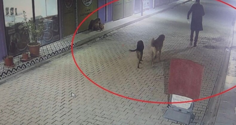 Hatay’da vahşet: 4 kediyi sokak köpekleri parçaladı